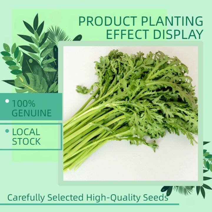 Garland Chrysanthemum Seed500 Seeds High Yield Vegetable Seeds for