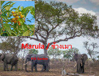 เมล็ดพันธุ์ ช้างเมา มารูลา แอฟริกัน มารูล่า African Marula จากโปรตุเกส