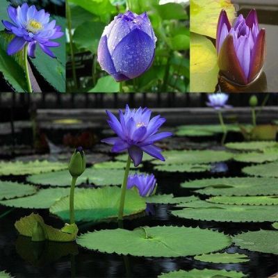 100 เมล็ด เมล็ดบัว ดอกสีน้ำเงิน ดอกเล็ก พันธุ์แคระ จิ๋ว ของแท้ 100% เมล็ดพันธุ์บัวดอกบัว ปลูกบัว เม็ดบัว สวนบัว บัวอ่าง Lotus Waterlily seed