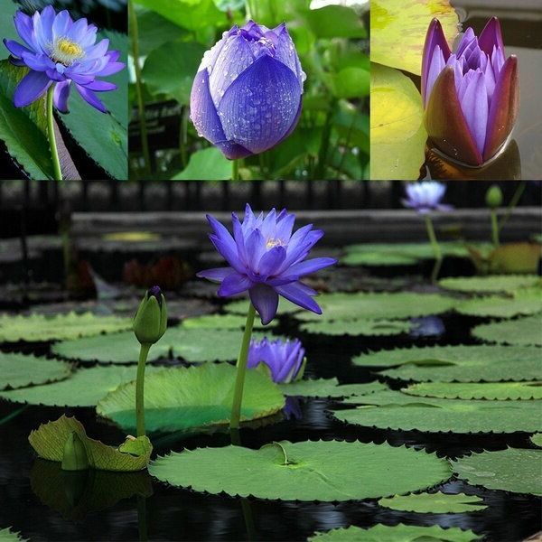 100-เมล็ด-เมล็ดบัว-ดอกสีน้ำเงิน-ดอกเล็ก-พันธุ์แคระ-จิ๋ว-ของแท้-100-เมล็ดพันธุ์-gardenบัวดอกบัว-เม็ดบัว-สวนบัว-บัวอ่าง-lotus-waterlily-seed