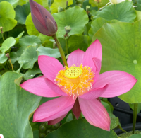 5 เมล็ดพันธุ์ บัว สายพันธุ์ BEIJING TEMPLE OF HEAVEN LOTUS สีชมพู เพาะปลูกและเก็บเมล็ดในไทย ขยายพันธุ์ในไทยได้ สายพันธุ์นิยมปลูกในอเมริกา