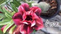 12 เมล็ด เมล็ดพันธุ์ ชวนชม สายพันธุ์ไต้หวัน ดอกสีม่วง Adenium Seeds กุหลาบทะเลทราย Desert Rose ราชินีบอนไซ อัตรางอก 80-90% มีคู่มือปลูก