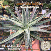 แกสทีเรีย โดรีนิเอ ไม้อวบน้ำ Gasteria doreeniae ขนาด 10-12ซม. (ส่งแบบรื้อกระถาง)