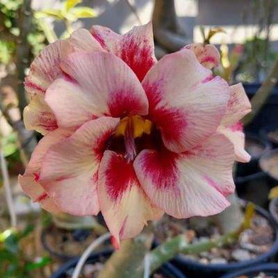 2 เมล็ด เมล็ดพันธุ์ ชวนชม สายพันธุ์ Cinnamon สีเหลืองแดง Bonsai Desert Rose Adenium Seed กุหลาบทะเลทราย ราชินีทะเลทราย บอนไซ มีคู่มือปลูก