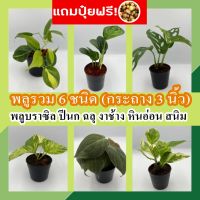 [3 ต้น ลด 5%] แถมปุ๋ยฟรี ? พลู 9 ชนิด กระถาง 3 นิ้ว?  พลูสนิม พลูฉลุ พลูด่าง พลูงาช้าง พลูหินอ่อน พลูปีกนก ต้นไม้ฟอกอากาศ ไม้มงคลโชคลาภ