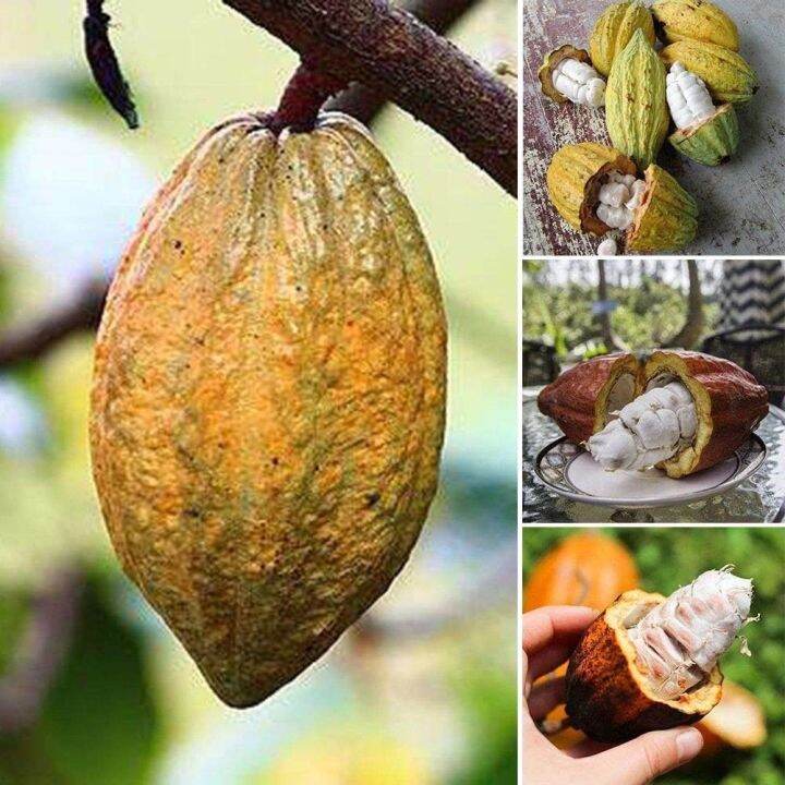 Chocolate Cacao Tree Seeds Cocoa Fruit Seeds Theobroma Home Garden