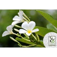 ต้นลีลาวดี พันธุ์ขาวพวง(White Plumeria | Frangipani)| ขายเป็นต้นในถุงดำ | ขายเป็นชุด ชุดละ 3 กิ่ง | ไม้ประดับ | สมุนไพร