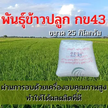 พันธุ์ข้าวกข43 ราคาถูก ซื้อออนไลน์ที่ - ก.ค. 2023 | Lazada.Co.Th