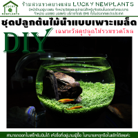 ไม้น้ำ ชุดวัสดุปลูกไม้น้ำ DIY ไซต์ L-249 บาท เฉพาะวัสดุปลูก ไม่รวมขวดโหล