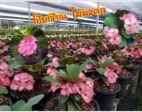 ต้นโป๊ยเซียน พันธุ์ดอกใหญ่ ขนาดดอก 3 ซ.ม. ขึ้นไป สีขาวอมชมพู (Crown of thorns plant) ขนาด 25-40 ซ.ม. ส่งพร้อมกระถาง 8 นิ้ว (1 ต้น/แพ็ค)