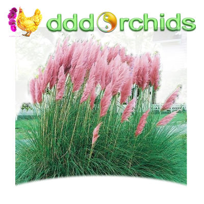 เมล็ดพันธุ์ ต้นอ้อ ดอกสีชมพู&nbsp; PAMPAS GRASS -PINK ขนาดบรรจุ 20 เมล็ด;  จำหน่ายโดย dddOrchids