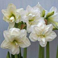 1 หัวว่าน ว่านสี่ทิศฮอลแลนด์ Amaryllis Hippeastrum Alfresco 18-24 ซม สินค้านำเข้า แช่เย็นแล้ว หัวขนาดใหญ่ สินค้าจำนวนจำกัด