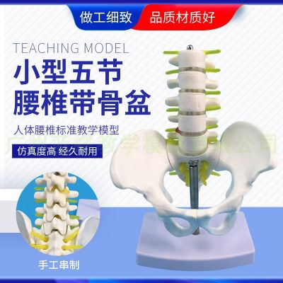 Small pelvic girdle five lumbar model human pelvis bone anatomical specimens teaching mold orthopaedic teaching