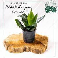 ลิ้นมังกรดำsansevieria black dragon