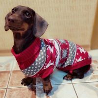 Cute Pet Dog Sweater for Small Dogs Winter Warm Puppy Cat Clothes Dachshund Pullover Mascotas Costume Clothing roupa cachorro Clothing Shoes Accessori