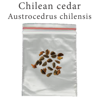 เมล็ดสน Austrocedrus chilensis 100 มิลลิกรัม Chilean cedar ซีดาร์ชิลี บอนไซ