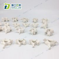 11 scale model of the human body vertebra cervical vertebra 5 section 12 section 7 thoracic lumbar vertebral body structure loose bone free