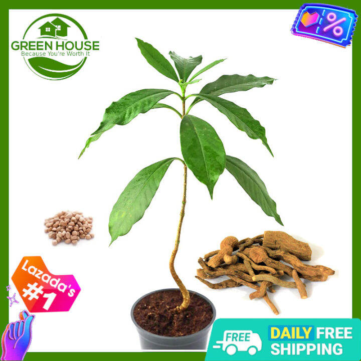 [Green House] Serpentina Seeds for Planting Herbal Plants (15 Seed) + F ...