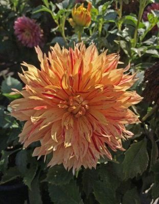 1 หัว/ออเดอร์ รักเร่ Dahlia rhizome สายพันธุ์ Sun Fire หัวรักเร่ ดอกไม้ หัวหน่อ เหง้า นำเข้า เนเธอร์แลน