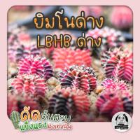 ต้นยิมโน LBHB ด่าง และ ยิมด่าง- แอลบีไฮบริดด่าง&amp;ยิมโนด่าง (gymnocalycium) - กระบองเพชร ราคาถูก?แคคตัส?