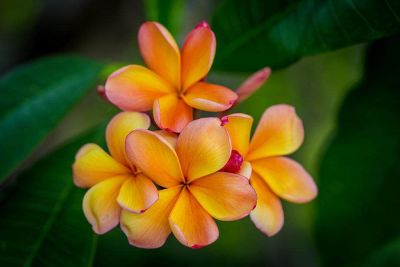 30 เมล็ดพันธุ์ เมล็ด ลั่นทม หรือ ลีลาวดี สายพันธุ์แคระ Frangipani Plumeria Seed นำเข้าจากฮาวาย อัตราการงอกสูง 80-85%