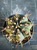 ยิมโนเขียว กระถาง 3 นิ้ว Gymnocalycium mihanovichii ไม้ตลาด