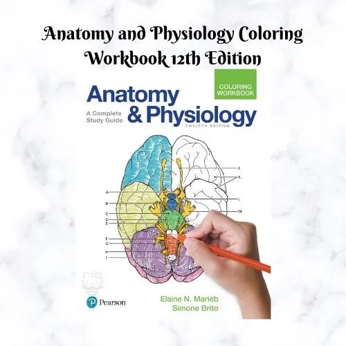 Anatomy and Physiology Coloring Workbook 12th Edition Marieb Lazada PH