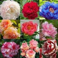 20 เมล็ด เมล็ดโบตั๋น ดอกโบตั๋น ดอกพีโอนี (Peony) คละสี ดอกไม้นี้​เป็นสัญลักษณ์ของความมั่งคั่งร่ำรวย ความซื่อสัตย์ อัตราเปอร์เซ็นต์การงอก 70-80%