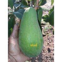 Woww สุดคุ้ม จัดส่งเคอรี่ ต้นอะโวคาโด้เสียบยอด พันธุ์ เฟอเต้ Fuerte Avocado ราคาโปร พรรณ ไม้ น้ำ พรรณ ไม้ ทุก ชนิด พรรณ ไม้ น้ำ สวยงาม พรรณ ไม้ มงคล