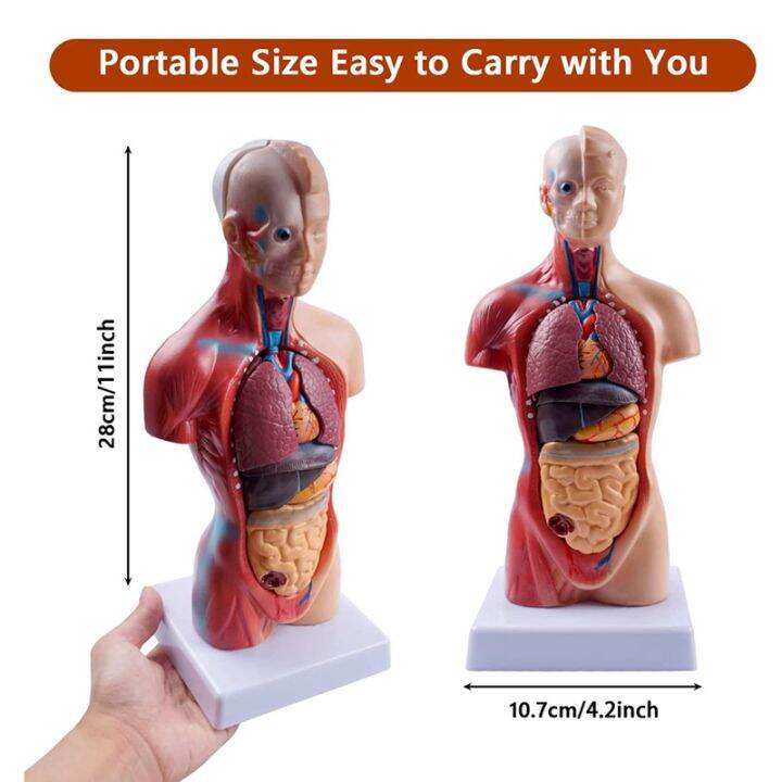 anatomy-anatomical-internal-organs-assembling-model-11-inch-for-student-teaching-study