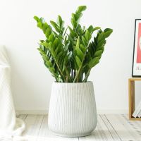 [COD] Money tree potted plant indoor money string big evergreen office living room leaf-watching green rich