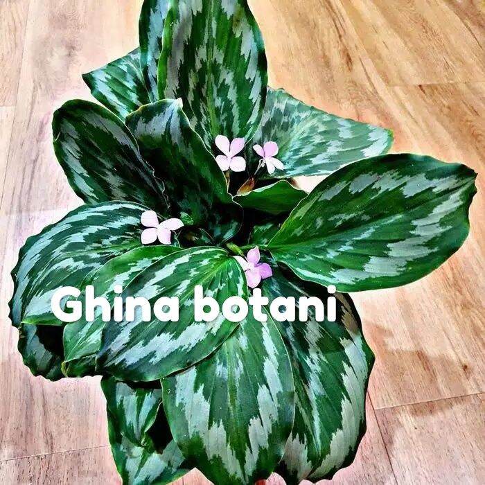 Tanaman Hias Calathea Merak Tanaman Meranti Kencur Calathea