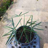 ต้นปาล์มเคราฤาษี กระถาง 5 นิ้ว/ถุง 4 นิ้ว ไม้ประดับ(old man palm; Coccothrinax crinita)