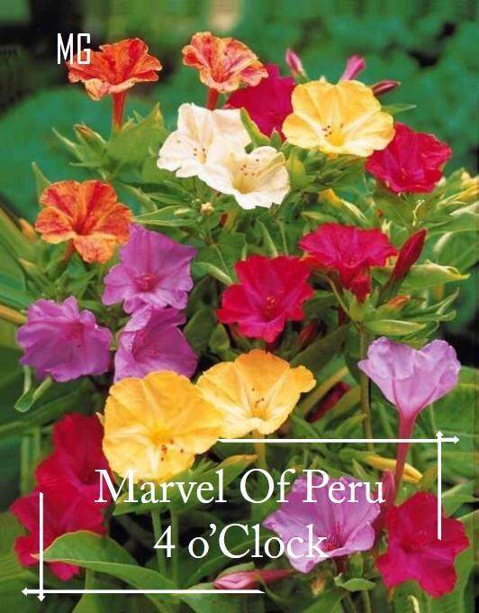 4 O' Clock Flower seeds 50 seeds (not live plants) Lazada PH
