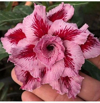 12 เมล็ด เมล็ดพันธุ์ ชวนชม สายพันธุ์ไต้หวัน ดอกซ้อน Adenium Seeds กุหลาบทะเลทราย Bonsai Desert Rose ราชินีบอนไซ อัตรางอกสูง 70-80%