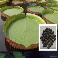 5 เมล็ด เมล็ดพันธุ์ บัวกระด้ง (Victoria waterlily) Unseen Thailand บัวกระด้งยักษ์ผู้ใหญ่ยืนได้.