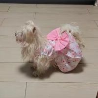 Cute Print Puppy Dog Princess Dress for Small Dogs Summer Pet Clothes Chihuahua Yorkies Poodle Skirt mascotas Clothing vestidos Dresses