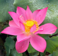 5 เมล็ด บัวนอก บัวนำเข้า บัวสายพันธุ์ MI AMIGO LOTUS สีชมพู สวยงาม ปลูกในสภาพอากาศประเทศไทยได้ ขยายพันธุ์ง่าย เมล็ดสด จากบึงอยุธยา