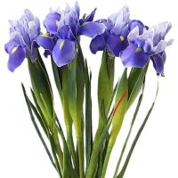 Artificial Iris Flower Real Touch Long Stem Artificial Lifelike Siberian Iris Plants For Home Weeding Party Decora Bedroom Dinning Room Decora Garden Outdoor Indoor Decora