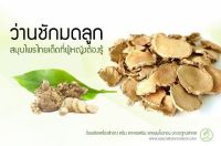 ว่านชักมดลูกหัวสด  (Temulawak) จำนวน 1 กิโลกรัม ใช้ปลูกได้ ใช้ทานได้ (Curcuma comosa Roxb.) ชื่ออื่นๆ ว่า ว่านชักมดลูกตัวเมีย ว่านทรหด ว่านหำหด