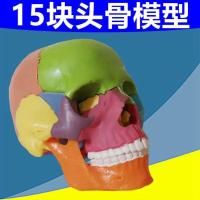 Remove the 15 piece of skull model assembly color skull bone Lou training medical fine arts teaching AIDS; forensic dentis