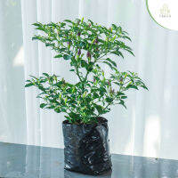 Treeno.9 T100 รวมพริก 4 ชนิด รสชาติเผ็ดอร่อย (Peppers) ถุง 6 นิ้ว / สูง 25-30 ซม. / ไม้ประดับ ผักสวนครัว (ต้นไม้)