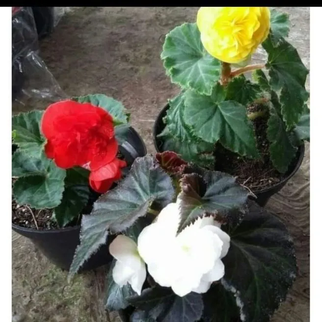 tanaman hias begonia mawar hybrid | Lazada Indonesia