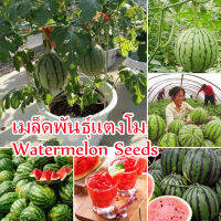 ?บานเพื่อคุณเท่านั้น?30pcs เมล็ดพันธุ์แตงโม Watermelon Seeds Sweet and Delicious Bonsai Fruit Seed คุณค่าทางโภชนาการที่ดีต่อสุขภาพและสูง ต้นบอนไซ ไม้ประดับ พันธุ์ไม้ผล ระเบียงชมวิว