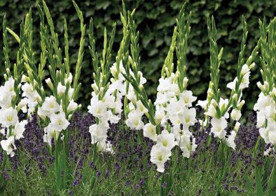 10หัว แกลดิโอลัส (Gladiolus) หรือดอกซ่อนกลิ่นฝรั่ง สีขาว เป็นดอกไม้แห่งคำมั่นสัญญา ความรักความผูกพัน สินค้าตามรูป