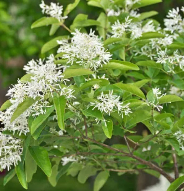 ต้นหงษ์ฟู่-chinese-fringe-tree-สีขาว-ต้นใหญ่มาก-เส้นผ่าศูนย์กลาง-3-ซ-ม-นำเข้าจากจีน