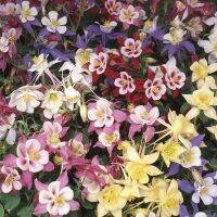 20 เมล็ดพันธุ์ เมล็ด ดอกโคลัมไบน์ (Columbine) ดอกไม้ Colorado Columbine flower Seed อัตราการงอก 80-85%