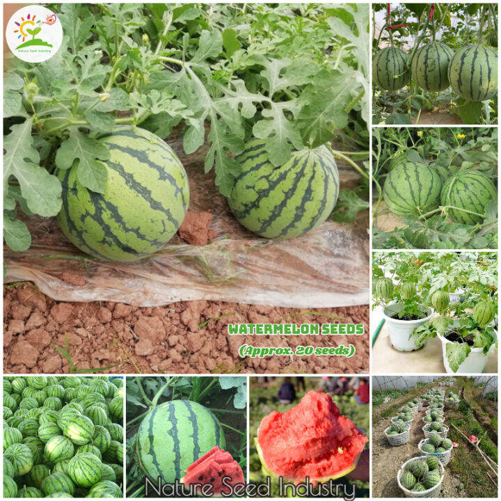 [High Germination] High Quality Watermelon Seeds for Sale 20pcs seeds