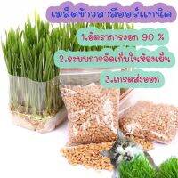 เมล็ดข้าวสาลีแมว พันธ์ฝาง 20กรัม คนทานได้น้องแมวหมากินดี ข้าวสาลีWheat