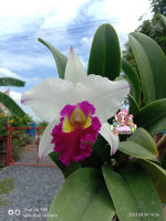 กล้วยไม้ แคทลียา Cattleya แคทลียากรุงศรีไวท์เรด สีขาว ให้ดอกง่าย ดอกใหญ่ มีกลิ่นหอม ขนาดกระถาง6นิ้ว ไม่ติดดอก